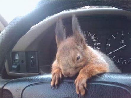 squirrel in soldier's car