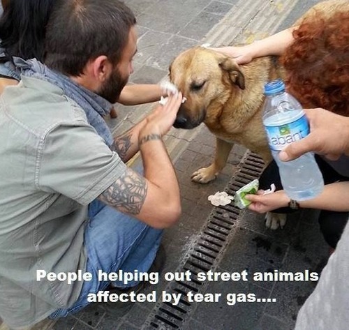 Helping animals affected by teargas