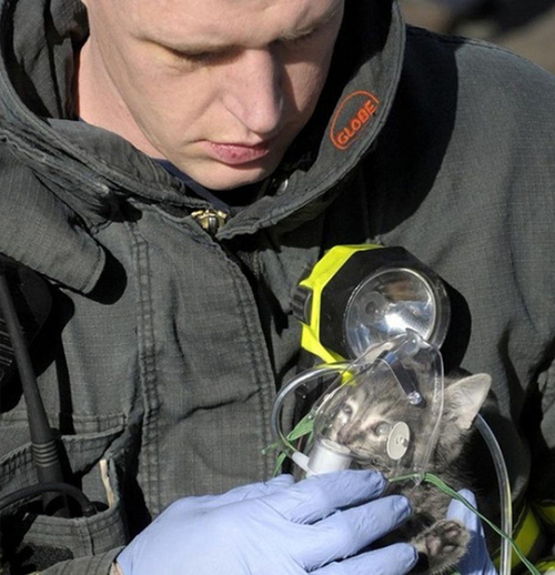 Firefighter Brings Kitten Back to Life