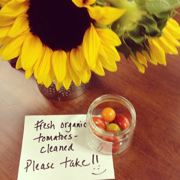 Fresh Organic Tomatoes