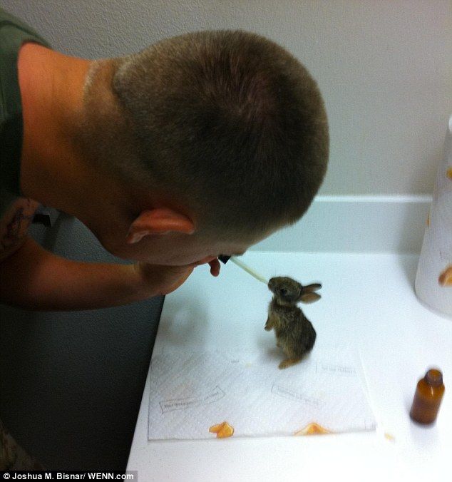 Call the rabbit-response unit! U.S. Marine, Combat medic Joshua Bisnar, nurses orphan bunnies back to health after rescuing them from military barracks.