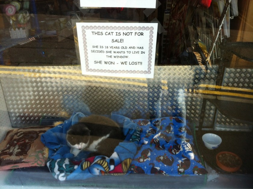 this cat is not for sale