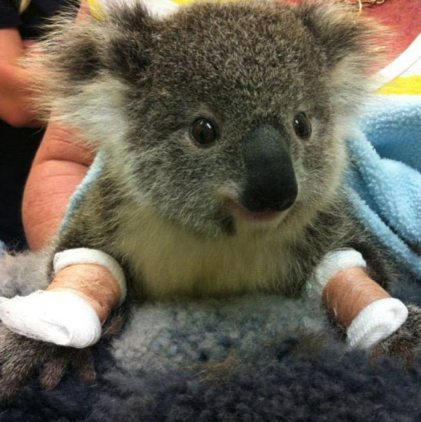 Heartbreakingly cute Koala rescued from power lines