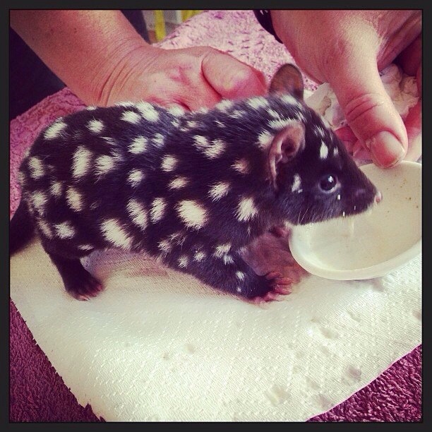 Orphaned Baby Eastern Quoll being cared for at Bruny Island.