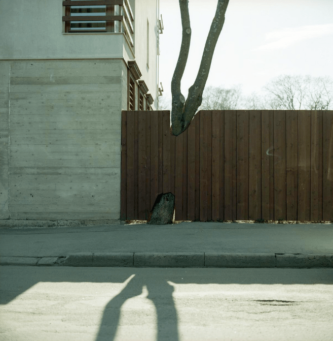 Estonian Woody Kindness - Trees and Fence