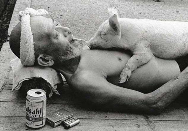 Old Japanese man drinking, smoking and letting a pig sleep on him