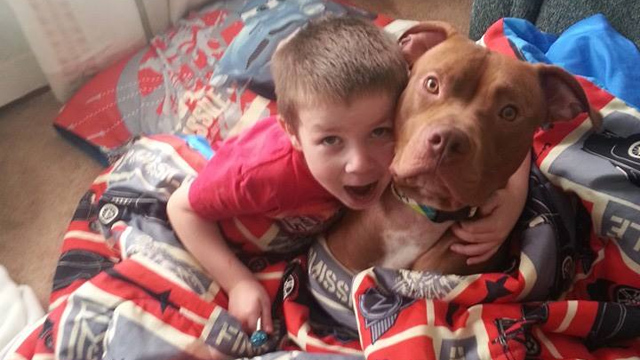 Rescued pit bull rescues 4-year-old boy suffering blood sugar crash  Read more: Rescued pit bull rescues MN boy suffering blood sugar crash - KMSP-TV http://www.myfoxtwincities.com/story/23631918/rescued-pit-bull-rescues-4-year-old-amid-blood-sugar-crash#ixzz2hJvc1wxC