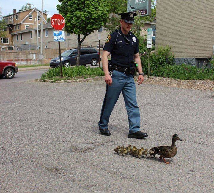 This police officer guides a family of ducks to safety after they wandered into the road..... Hats off to this policeman.....