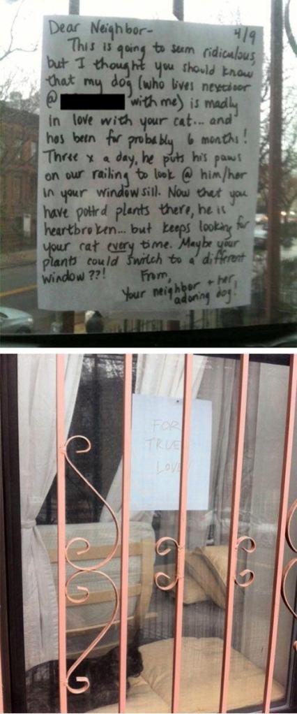 My Dog is Madly in Love With Your Cat