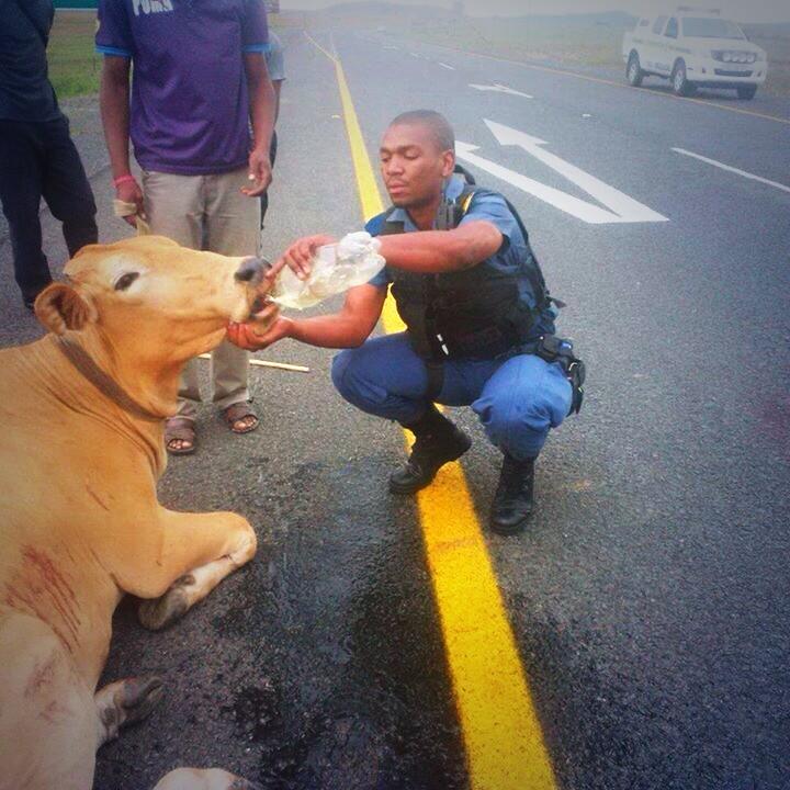 policeman gives water to a stranded cow