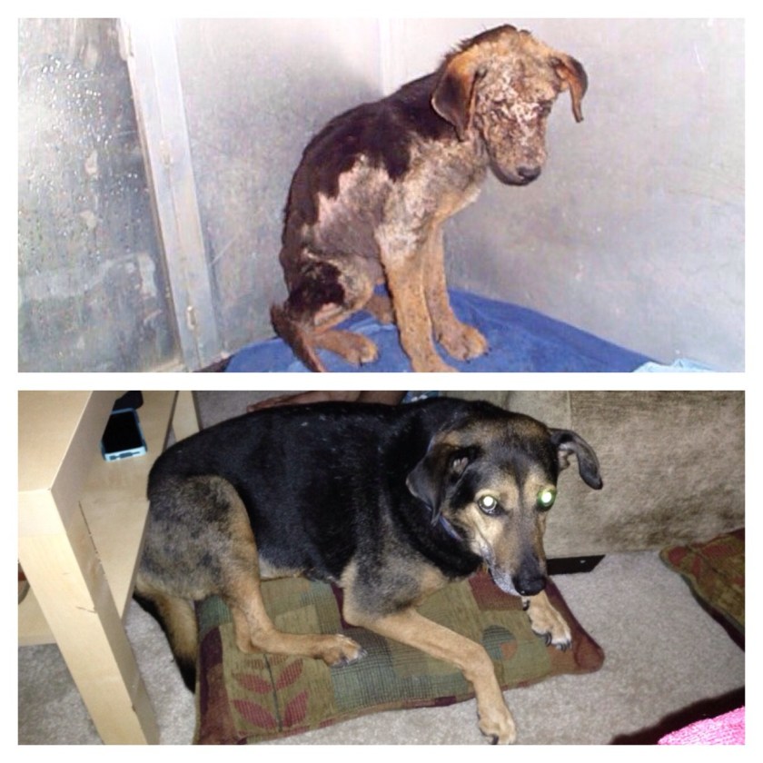 my dog 9 years after we saved her