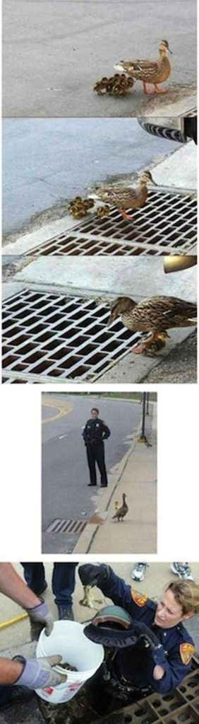Police Officer, A Mama Duck and Some Baby Ducks