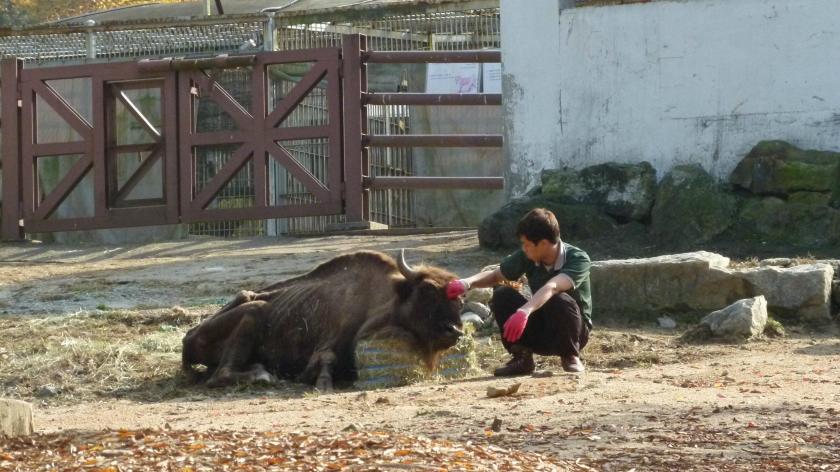 Today I witnessed a death of a Bison in the zoo