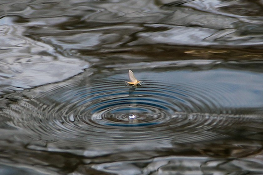 Mayfly