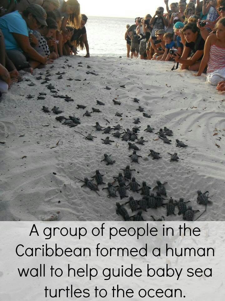 baby turtles carribean