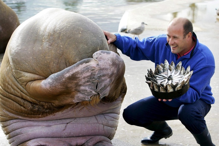 Walrus' reaction after getting a birthday cake made out of fish. So cute it hurts