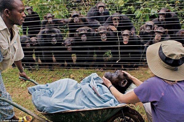 When Dorothy the chimpanzee died, this is how her friends said good-bye.