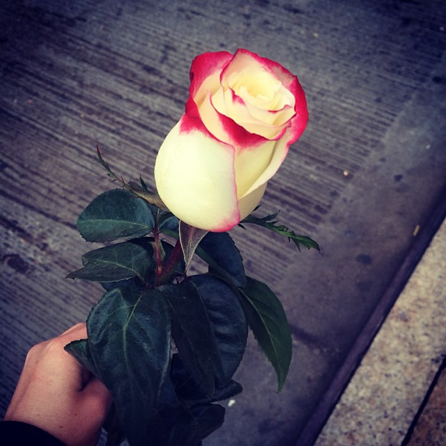 a rose given to a stranger in new york