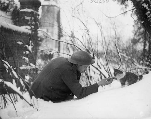 British soldier shaking hands with a kitten in the snow. Neulette, France, 1917.