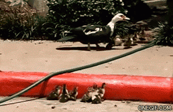 gif of a person placing a stone on the ground so ducklings can get the mama duck - kindness