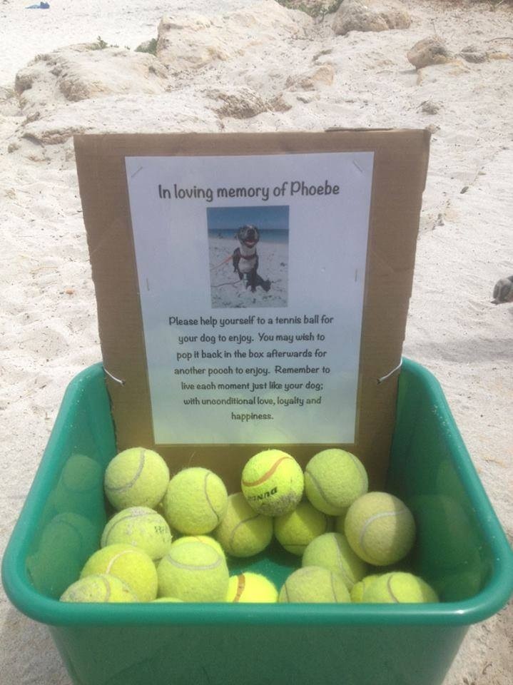  "I found this at my local dog beach today"kindness