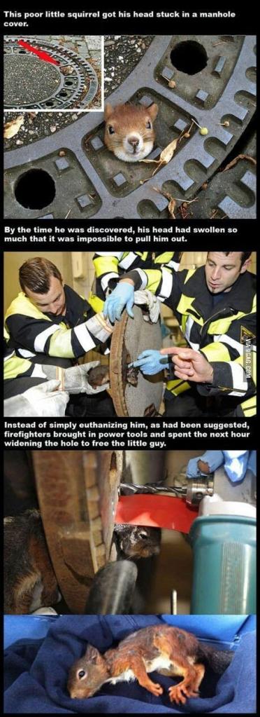 squirrel rescue