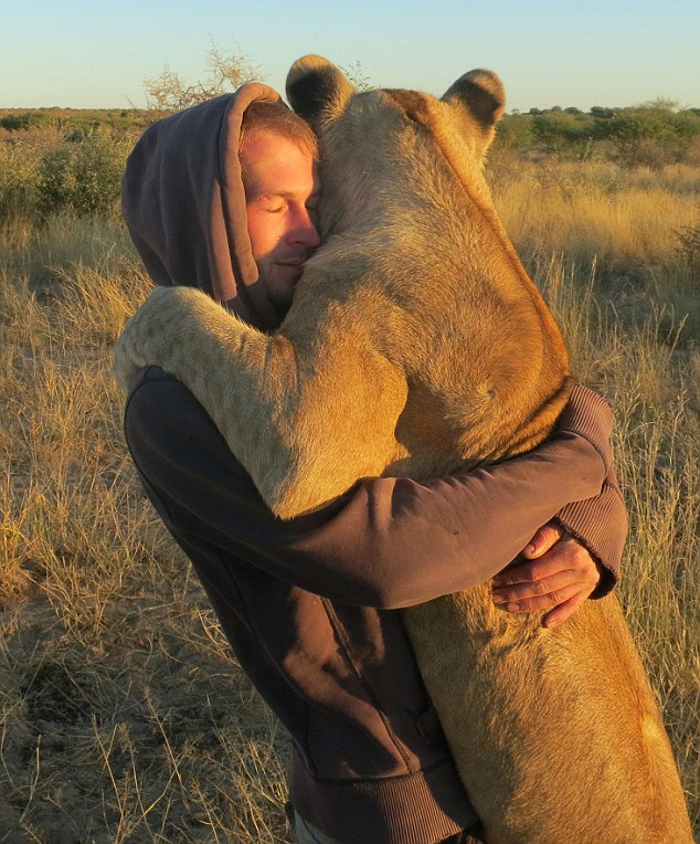A Lioness Hugging the Kind Man Who Rescued Her