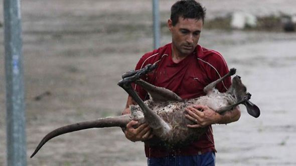 Helping hand: Ray Cole carries the injured joey to safety. A WILDLIFE warrior who risked his life to rescue a kangaroo in Queensland’s floods is a former Melbourne resident who left Victoria because he “couldn’t stand the weather”. Ray Cole, a father of five, was cheered by onlookers but threatened with arrest by police when he waded into turgid waters to pluck the drowning joey to safety. Mr Cole said “he couldn’t stand there and watch our coat of arms just drown”. “When I was growing up on the streets of Preston we learned and lived by the motto that you reach out and help others,” Mr Cole said. Mr Cole, 39, was among about 50 people gathered at Ipswich’s One Mile Bridge who saw the distressed young animal out of its depth in the fast-flowing torrent. Picture: Villiers Nick De Source: HWT Image Library