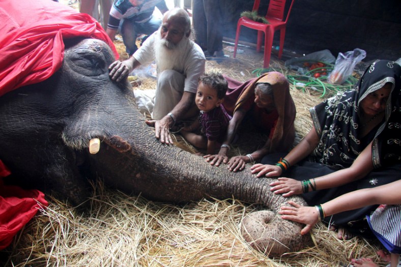 Bijlee, the 58-year-old ailing elephant rescued by individuals and NGOs sometime back, Mumbai, India.