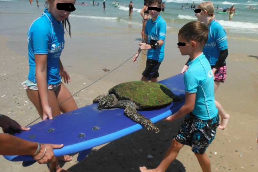 '9ninety_nine9' wrote:  "My parents run a surf school, today the kids in the lesson found and rescued this sick sea turtle who was getting knocked about." 