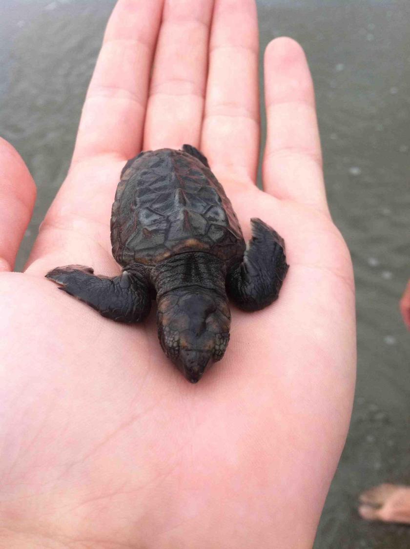 "A little friend we made walking along the beach. Poor little guy couldn't make it past the waves and seagulls were circling. Called the sea turtle rescue, and they told me to swim high about 50 yards out and let him swim away. A very cool experience."