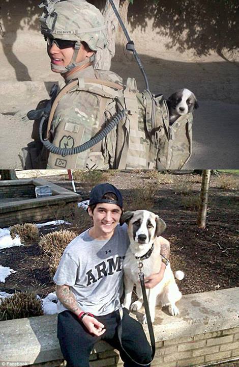 puppy in combat - now and then -