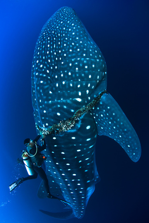 whale shark rescued by a diver's kindness