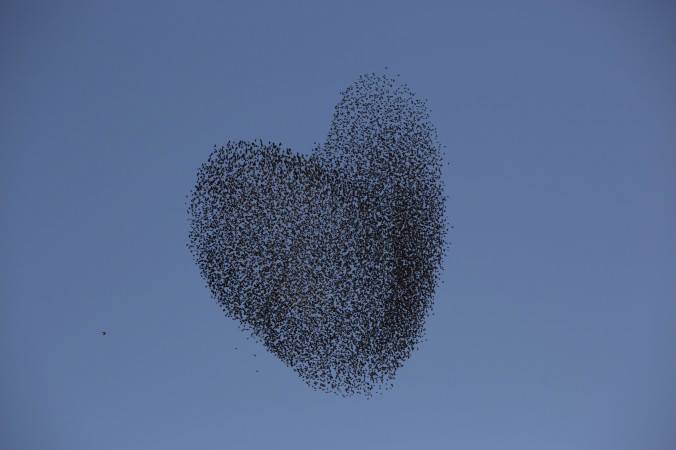 A flock of migrating starlings flies over the southern Israeli village of Tidhar, Wednesday, Feb. 12, 2014