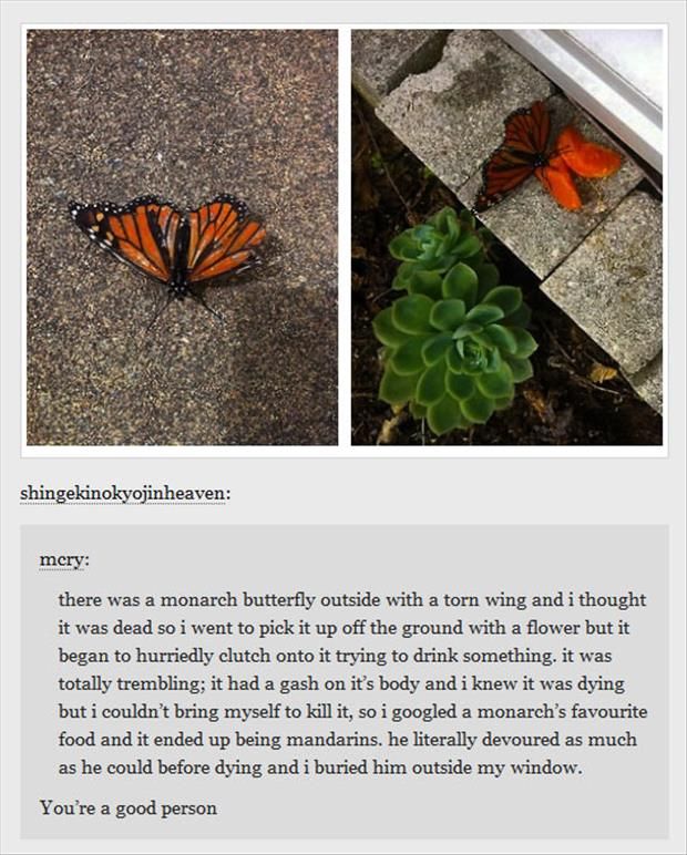 being kind to a butterfly
