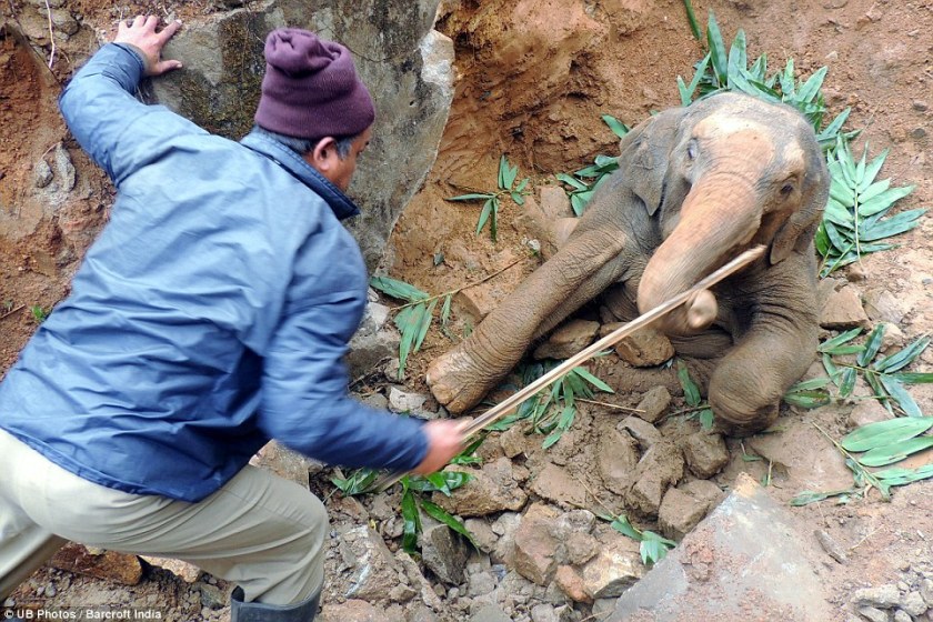 A forest official arrived to help him out of the ditch in Assam, India, as people handed bits of food to the baby
