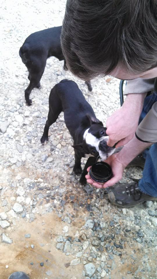 When we got to the trail head we stopped for some more water (beef jerky is gone) and for a bathroom break. You can see how bad Yonah is with his spine and ribs showing through. Helen is of healthy weight but we're starting to think that might be because she is currently pregnant. You can see a bit of her nipple in the picture, vet will confirm on Monday. 