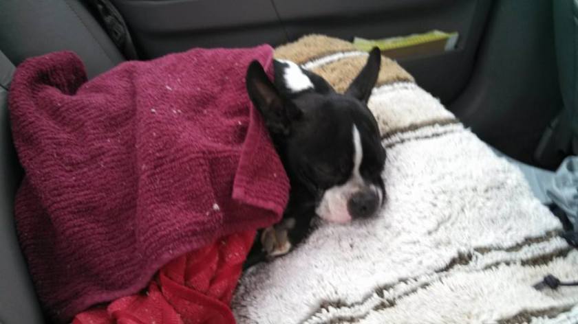 Car ride back. Helen was shaking terribly so we wrapped her in towels and she finally made it to sleep. 