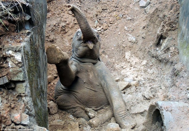 This is the moment a baby elephant tumbled into a ditch as it tried to keep up with its herd. While the rest fled, this little animal slumped down a small hill under a railway track in Assam, India. Thankfully, the train came to a halt and dozens of passengers leaped out to help pull him to safety.
