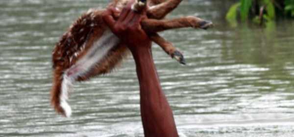 Incredible: A brave boy fearlessly risked his own life to save a helpless baby deer from drowning