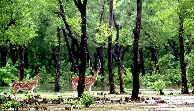 The baby deer was reunited with its family after it was saved from the river in Bangladesh  