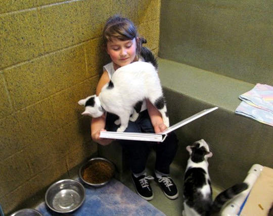 Children Read To Shelter Cats To Soothe Them1