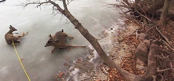deer rescue