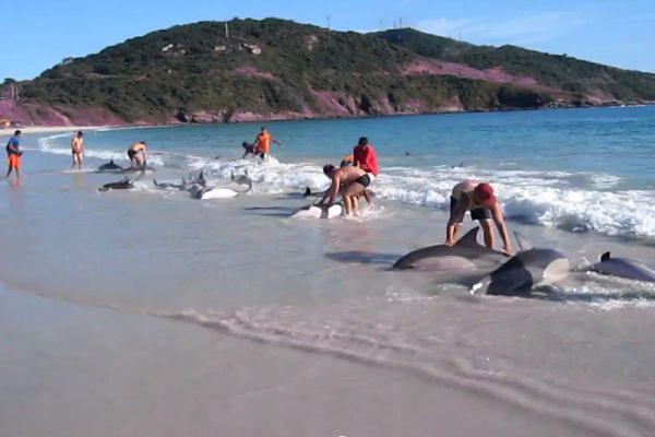 Earlier this week, 30 dolphins were carried ashore with the tide on a beach near Rio de Janeiro, Brazil. The dolphins were beached, wriggling helplessly for a few minutes, until about a dozen beach-goers began freeing the animals from the sand.  In a matter of minutes, all the dolphins were safely swimming in deeper water. Incredibly, there were no injuries or fatalities during the incident.  Check out the amazing video footage!