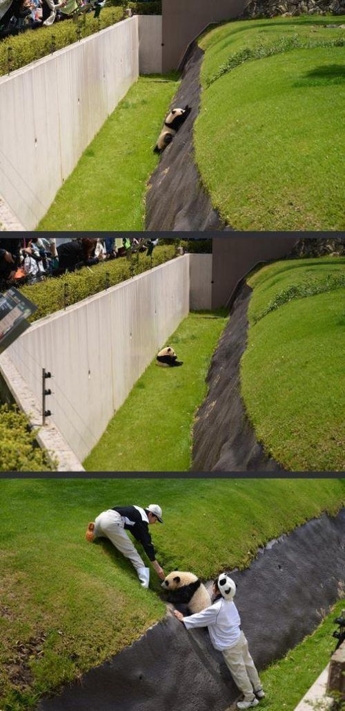 panda rescue