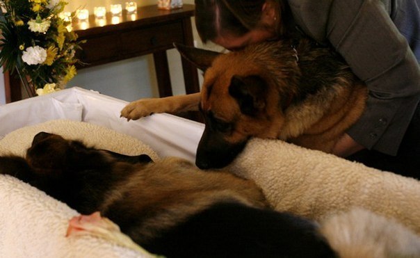 dog looks at his friend dog in a coffin