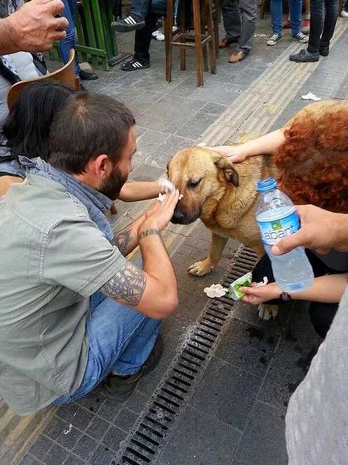 Protesters help a dog affected by tear gas [Istanbul, Turkey, 2013]