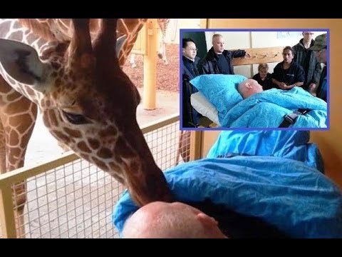 giraffe kissing goodbye
