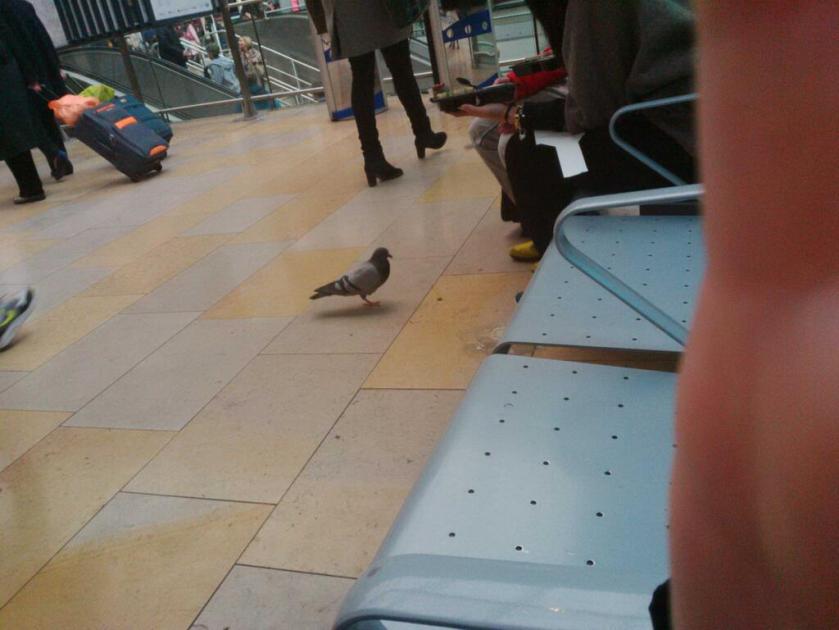 Small moments of kindness should never go unnoticed, these two young ppl are gently feeding a lame pigeon...