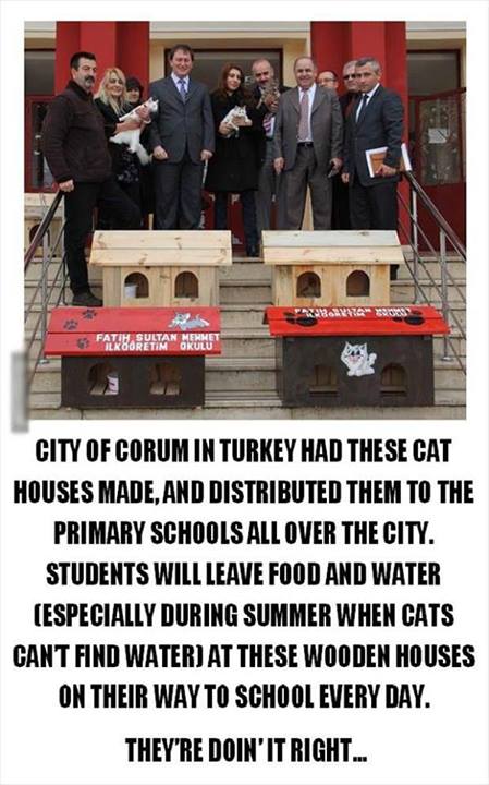 free houses for cats in turkey